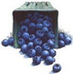 blueberries-01.jpg - 5538 Bytes