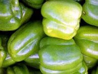 green-peppers-01.jpg - 8476 Bytes