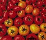 tomatoes-01.jpg - 8095 Bytes